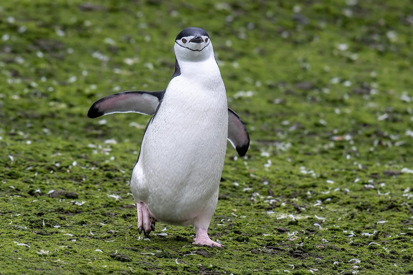 File photo: a chinstrap penguin on Barrientos Island, Antarctica