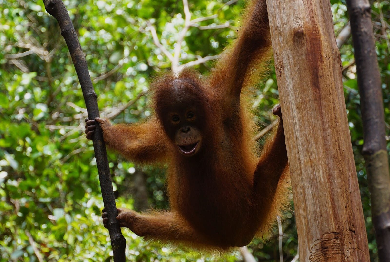 File photo: Baby orangutan at Borneo Orangutan Rescue Foundation center, Central Kalimantan