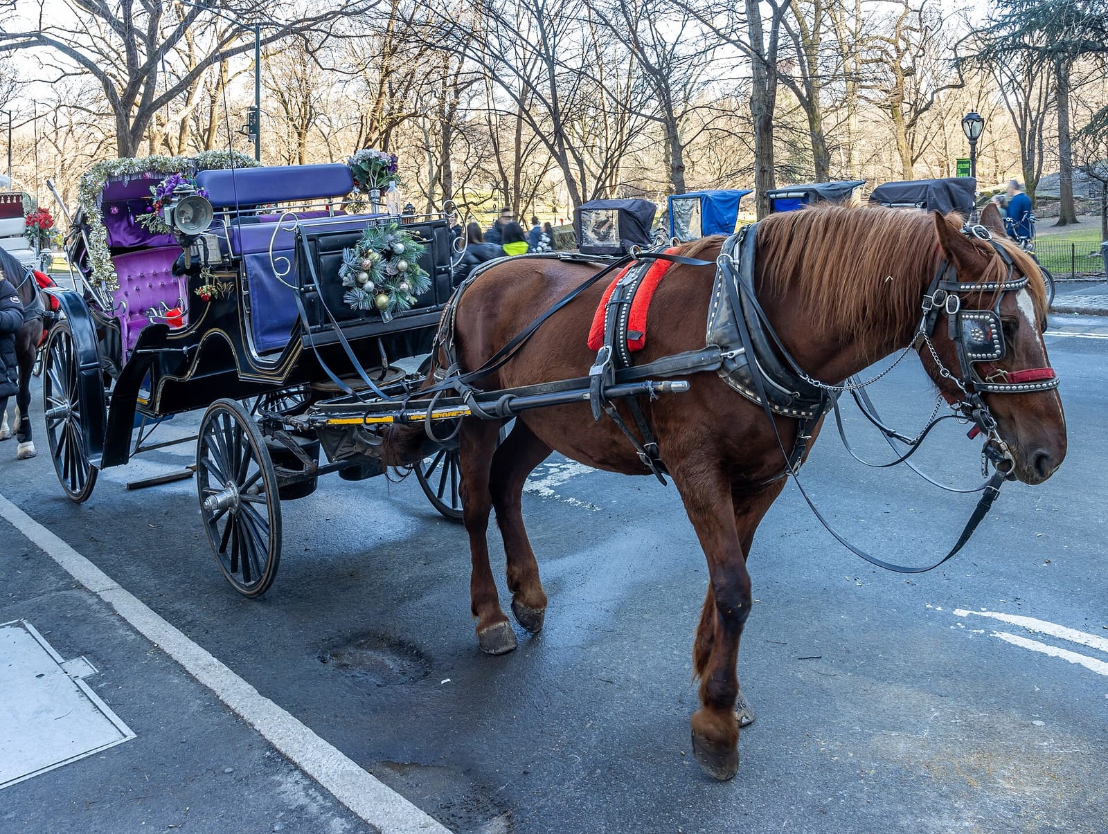 File photo: Horse-drawn carriage at south end of Central Park, 2024