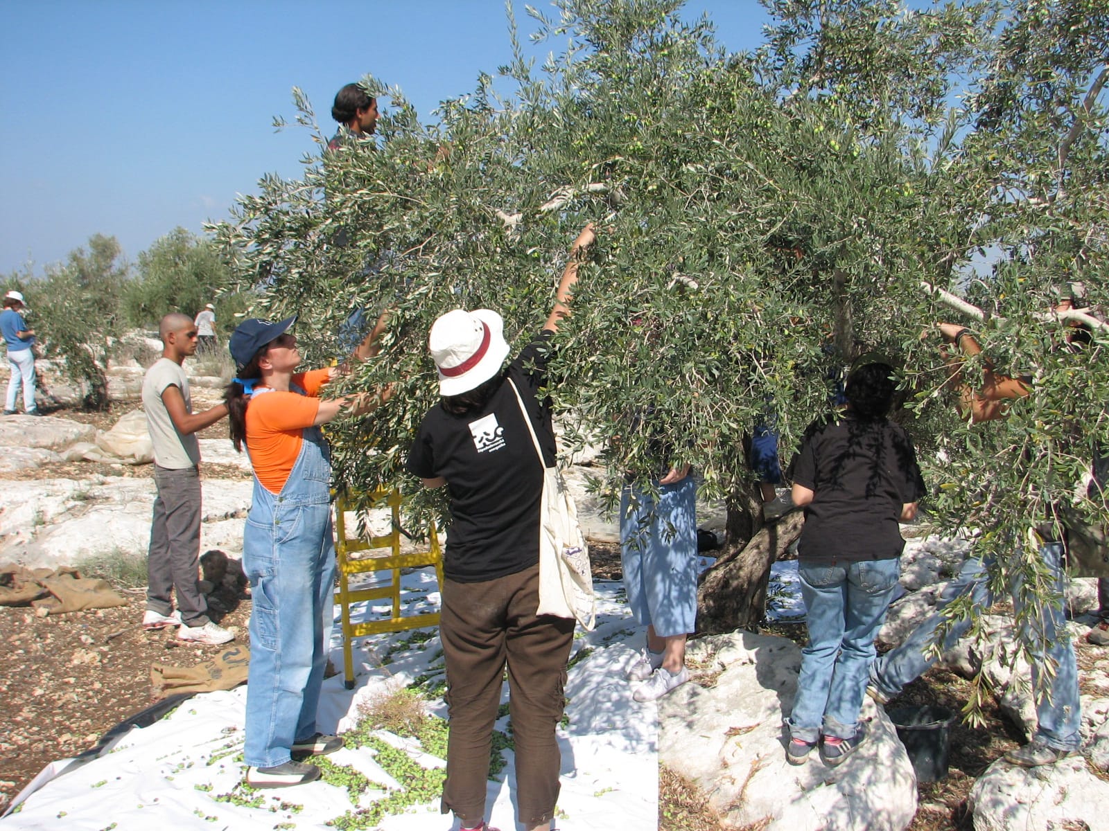 File photo: Olive harvesters in the village of Qafin, northern West Bank