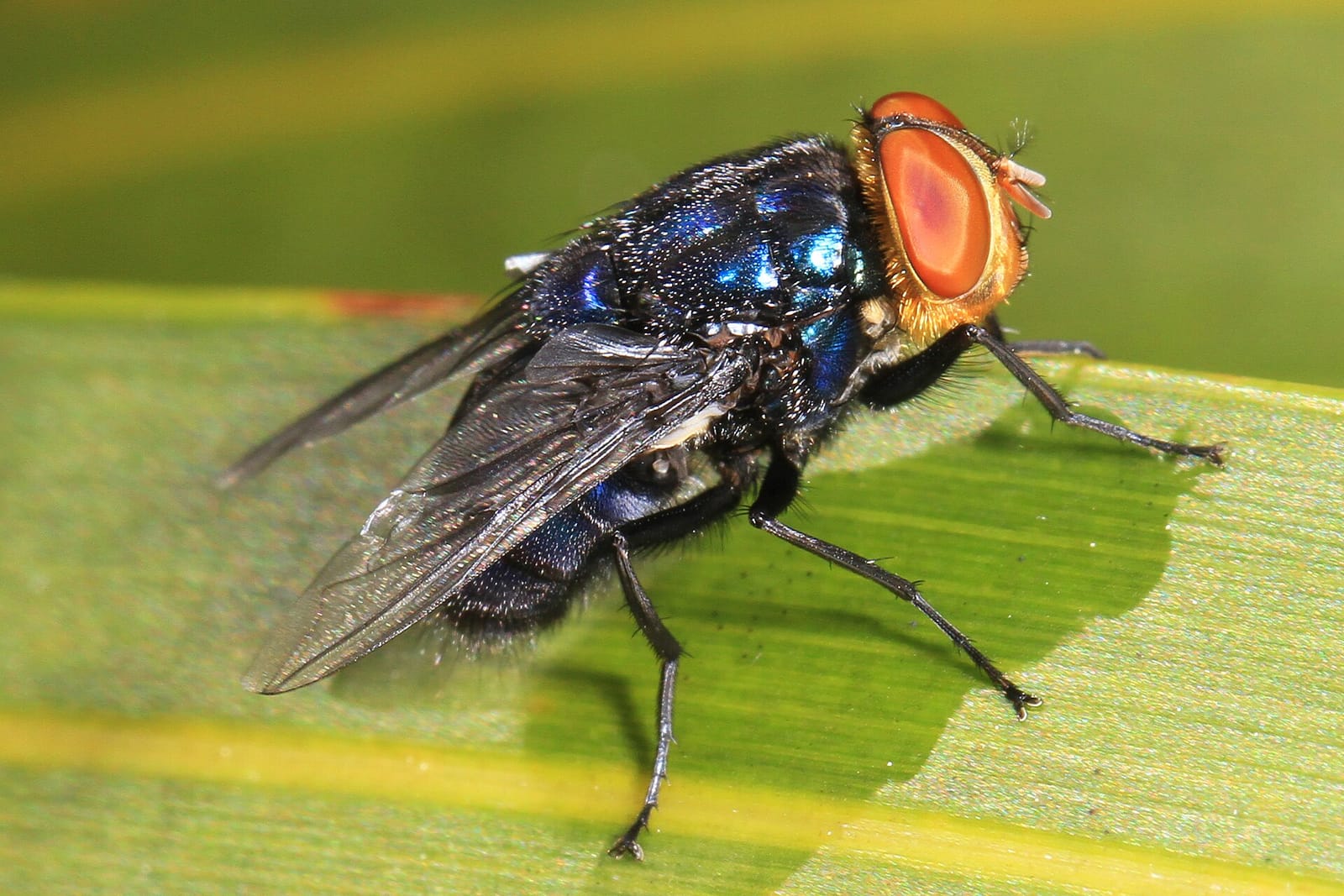 File photo: adult New World screwworm fly, Big Pine Key, Florida