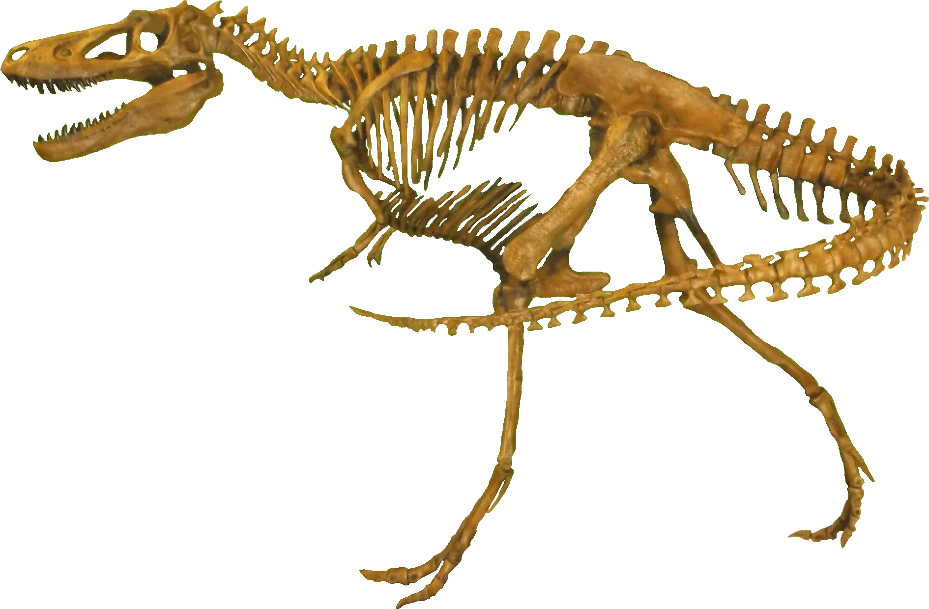 File photo: Cast Nanotyrannus skeleton at Rocky Mountain Dinosaur Resource Center