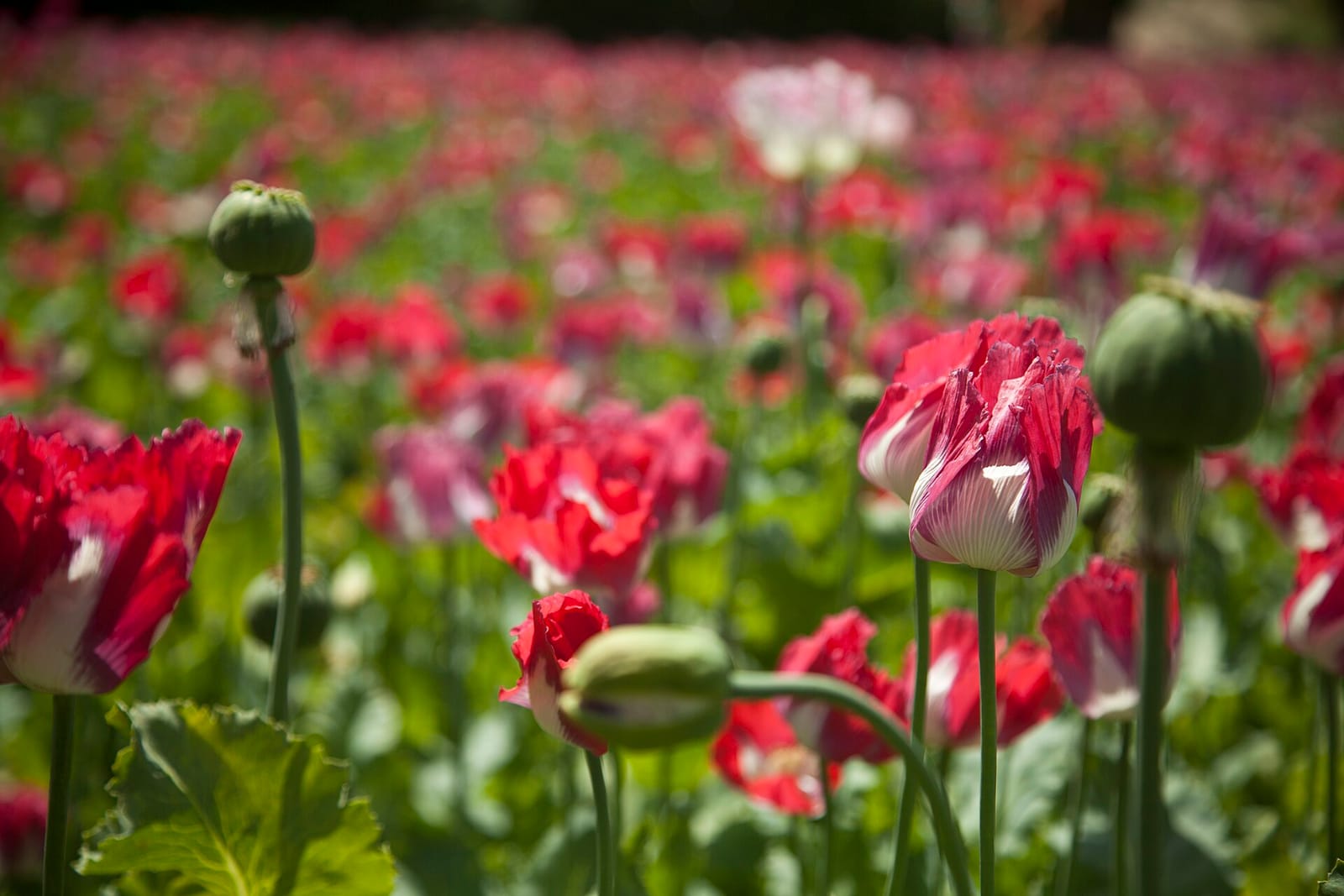 Photo d'archives : champ de pavot à opium dans la province du Helmand, en Afghanistan, en 2013