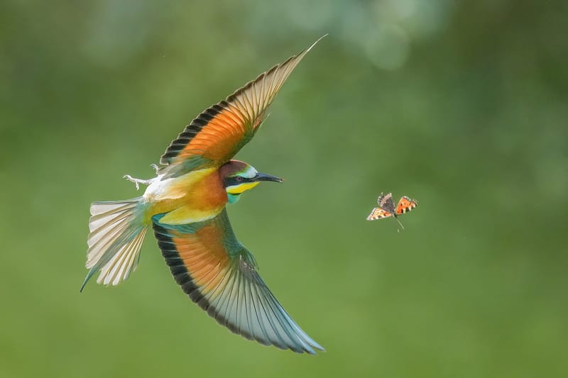 Les motifs des ailes des papillons et leur vol créent des illusions qui trompent les prédateurs, selon une étude parue dans Nature