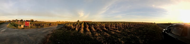 French ministry estimates 2026 wine harvest at 35 million hectolitres, below 2025 level
