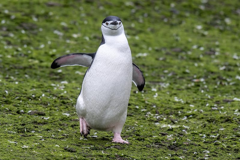 Study reports chinstrap penguins on Zavodovski Island fell about two-thirds between 2011 and 2025