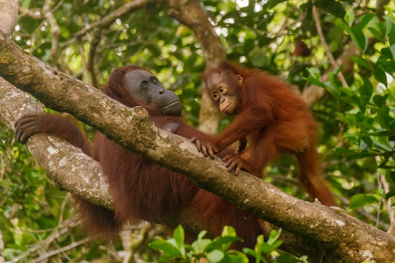 Eight endangered orangutans relocated after wildfires destroy Borneo forest habitat