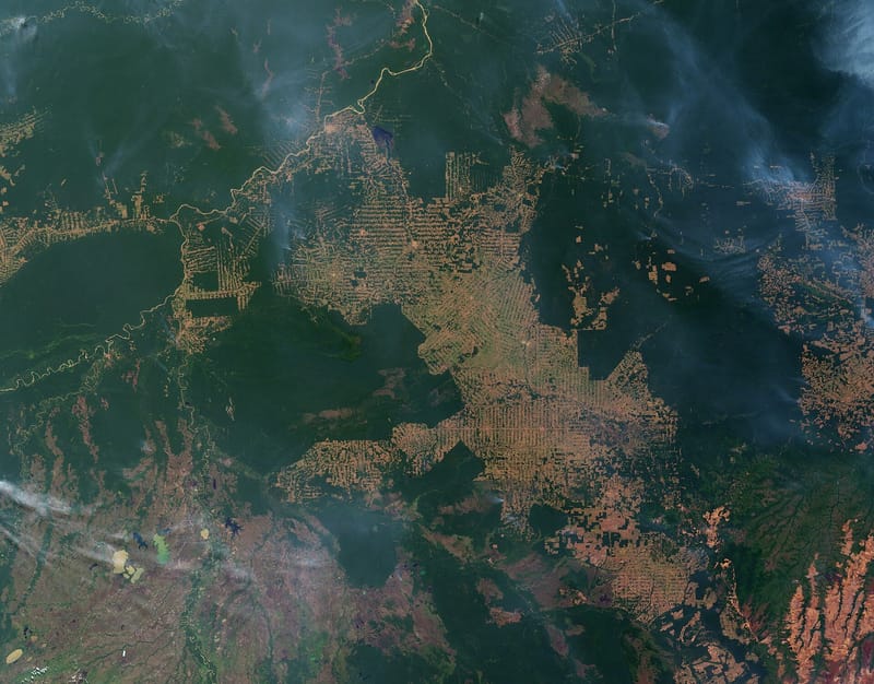 Report says global forest loss fell 15% in 2025 as Congo losses neared Amazon's