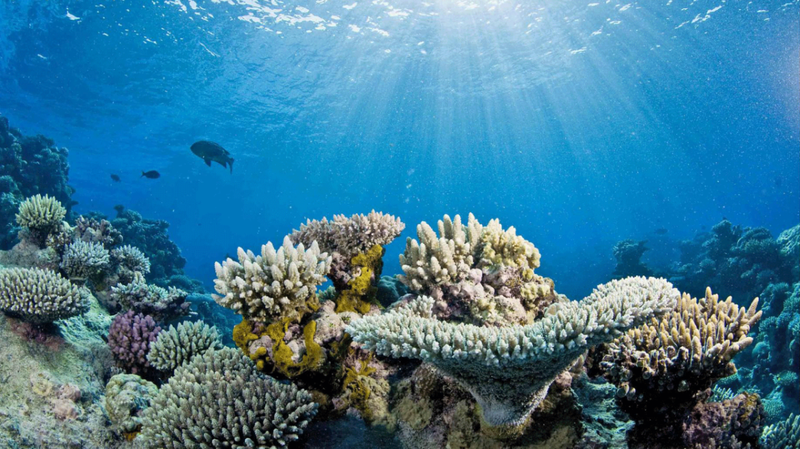 IUCN classifies 96% of coral reef systems as critically endangered, at risk of collapse
