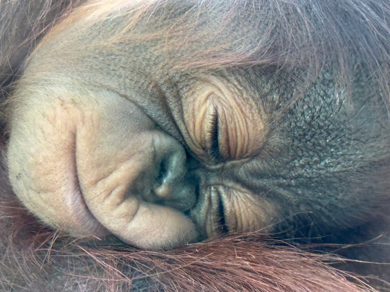 Hallan cinco crías de orangután abandonadas en una plantación del este de la India
