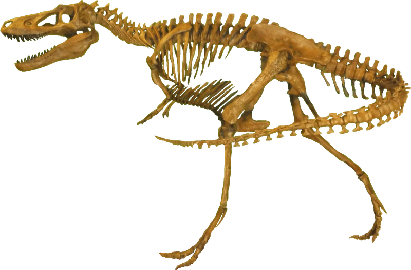 Nanotyrannus skeleton sells for $47.3m at US auction amid fossil sales debate
