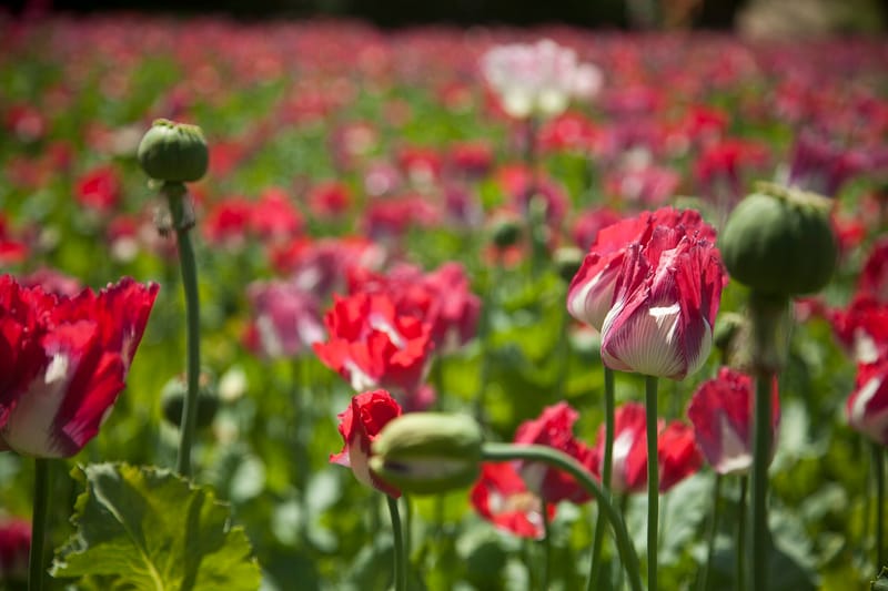 Enquête de l'ONUDC : la culture du pavot à opium en Afghanistan a plus que quadruplé en 2026